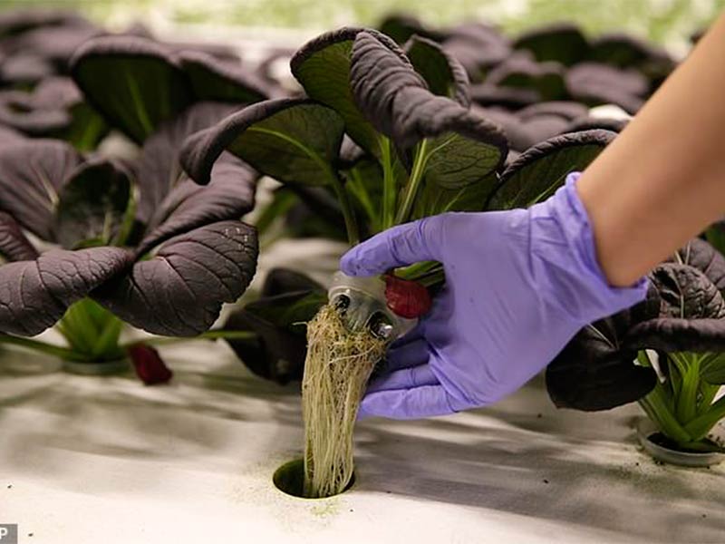 "أنجوس" المزارع الآلي... تعرف إلى قصته